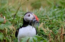 Puffin Watching and Gufufoss Waterfall Tour from Seydisfjordur