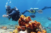 Scuba Diving in Cozumel or Playa del Carmen with Certificates 