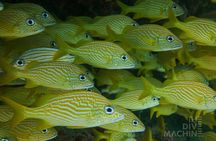 Fun Dive Machine in Playa del Carmen or Cozumel-For Certificates