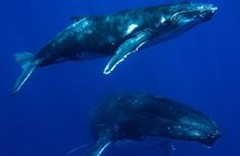 Private Whale Watching Adventure in Mo'orea