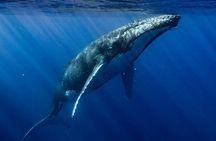 Private Whale Watching Adventure in Mo'orea