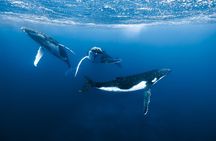 Private Whale Watching Adventure in Mo'orea