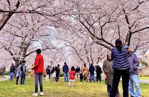 Washington DC Kenwood Cherry Blossoms Half-Day Small Group Tour