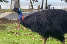 Cassowary Coast Waterfall Culture Tour
