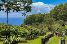 Big Island: Craft Chocolate Tasting and Farm Tour in Hilo