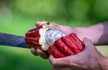 Big Island: Craft Chocolate Tasting and Farm Tour in Hilo