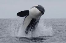Kaikoura Whale Watching Day Trip from Christchurch