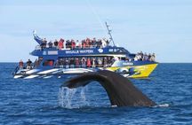 Kaikoura Whale Watching Day Trip from Christchurch