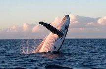 Kaikoura Whale Watching Day Trip from Christchurch