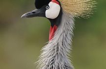  Private 6 Day Arusha Adventure Tour by 4WD