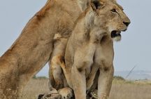 Nairobi National Park Giraffe Center and Carnivore Restaurant
