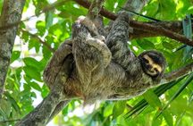 RIO CELESTE HIKE +SLOTHS & WILDLIFE WATCHING Combo