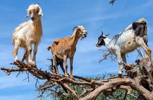 Crocoparc & Tree-Climbing Goats Morning Tour