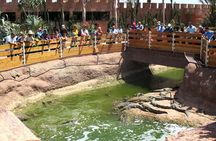 Crocoparc & Tree-Climbing Goats Morning Tour