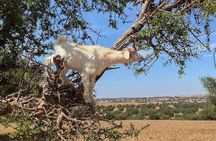 Agadir / Taghazout : Crocoparc & Tree-Climbing Goats Tour