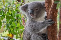 Quad Biking, Koalas and Kangaroos - Private Tour