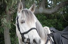 Pompeii Guided Tour & Horse Riding on Vesuvius with Lunch