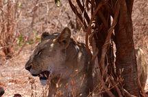 2 Days 1 Night Safari Tsavo
