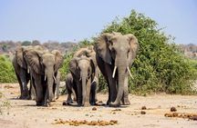 3 hrs Game drive in Chobe National Park (Leon Safaris Gold)