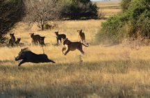 3 hrs Game drive in Chobe National Park (Leon Safaris Gold)