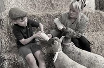 1 Hour Lamb Bottle Feeding Experience on Working Farm