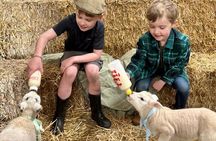 1 Hour Lamb Bottle Feeding Experience on Working Farm