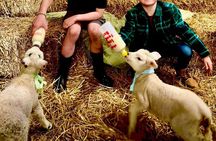 1 Hour Lamb Bottle Feeding Experience on Working Farm