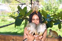 Shore Excursion Monkey Encounter and Puerto Plata City Tour