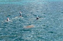 Discovery and snorkeling with sea turtles 