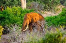 3 day Diani Beach To Tsavo East & West 