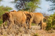 3 day Diani Beach To Tsavo East & West 