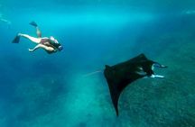 Nusa Penida Island West Snorkeling With Manta Rays