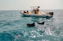Private Dolphin Watching Tour With Snorkeling & Orange Bay Island
