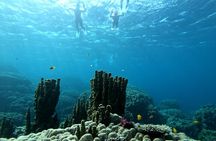 Private Dolphin Watching Tour With Snorkeling & Orange Bay Island