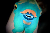 Hurghada : Diving & Snorkeling Cruise Tour w Lunch & Drinks