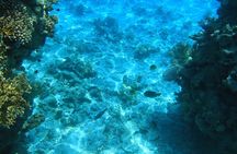 Marsa Alam: Sataya Reefs Dolphin Snorkel Cruise with Lunch
