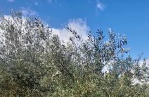 Corfu Private Tastings and Beach Tour