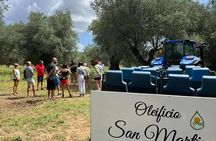 Full Day Olive Oil Farm and Nicotera Tour with Calabrian lunch
