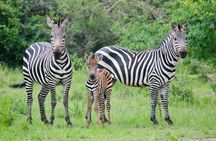 One Day Safari in Akagera National Park