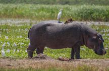 One Day Safari in Akagera National Park