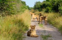 One Day Safari in Akagera National Park