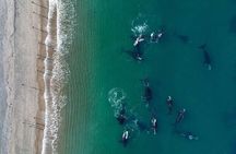 El Doradillo Whale Watching Half-Day Tour from Puerto Madryn