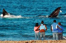 El Doradillo Whale Watching Half-Day Tour from Puerto Madryn
