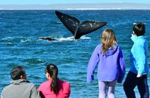 El Doradillo Whale Watching Half-Day Tour from Puerto Madryn