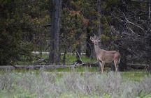 Grand Canyon of Yellowstone Hiking Adventure Full Day with Lunch