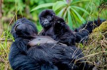 3 Days Gorilla Trekking In Uganda From Kigali 