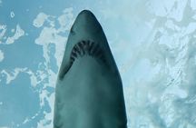 Shark Sightseeing by Cage in Gansbaii