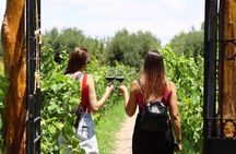 Mendoza Tour Wines Empanadas and Olive Oil