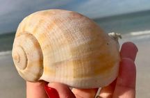 Private 4 Hour Shell Key Island Adventure Dolphins and Shells