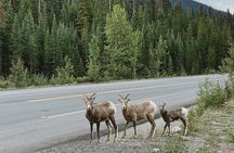 Banff Sightseeing Tour
